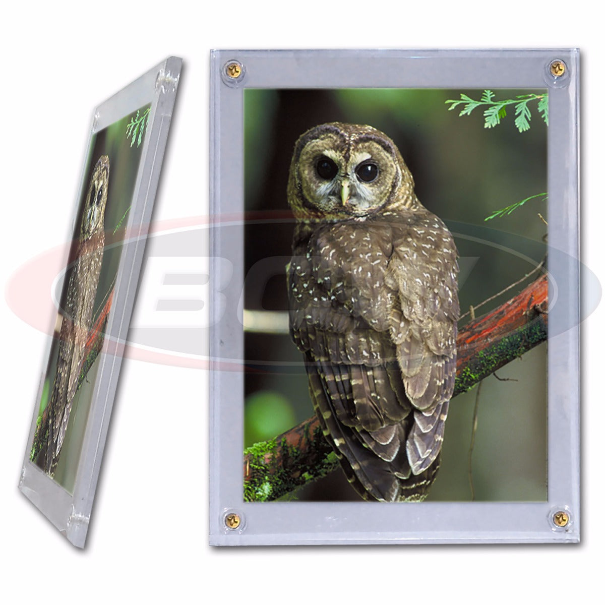 BCW 5x7 Photo Screwdown Holder EACH